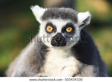 Closeup of ring-tailed lemur (lemur catta)