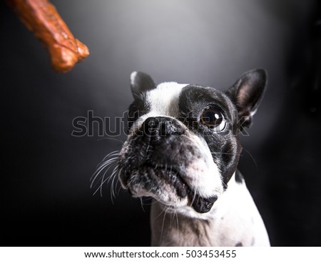 A Boston Terrier, standing in front of gray background