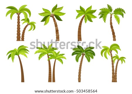 Palm trees isolated on white background. Beautiful vectro palma tree set vector illustration Royalty-Free Stock Photo #503458564