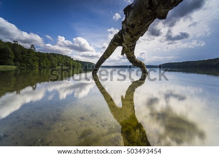 Dead trees in the water, summer and warm light on the lake
Dead wood on the banks of a clear, natural
Lake, reflection of beautiful clouds in the water