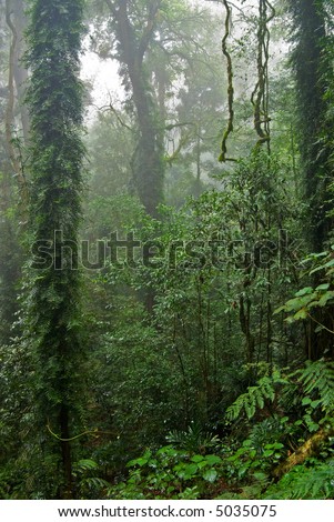the beauty of nature in the dorrigo world heritage rainforest on a foggy day