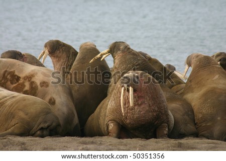 Walruses in the High Arctic around Svalbard