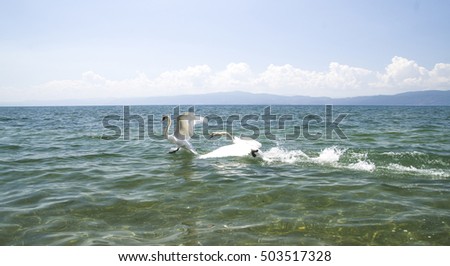 Swan fight, Ohrid Lake, Macedonia