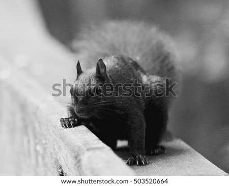 Beautiful black and white image with a cute funny squirrel looking for something