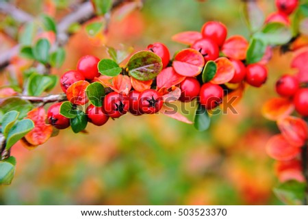 red berries with blurry background and copy space 