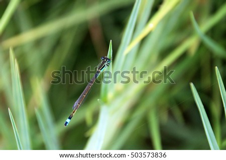 Very nice blue green dragonfly closeup top, laguna mejia Peru