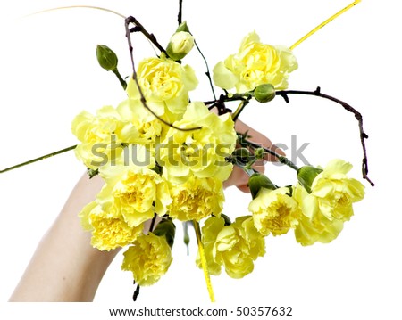 carnation bouquet isolated on white background