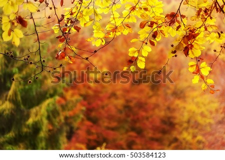 autumn background.  colorful leaves on tree branch  in deep forest