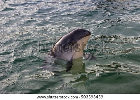 This beached porpoise was rescued on the Dutch isle Texel.  Royalty-Free Stock Photo #503593459