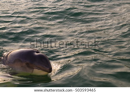 This beached porpoise was rescued on the Dutch isle Texel.  Royalty-Free Stock Photo #503593465