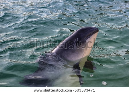 This beached porpoise was rescued on the Dutch isle Texel.  Royalty-Free Stock Photo #503593471