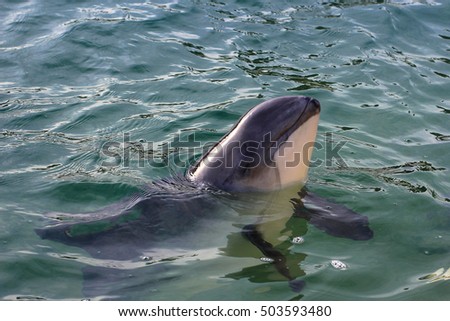 This beached porpoise was rescued on the Dutch isle Texel.  Royalty-Free Stock Photo #503593480