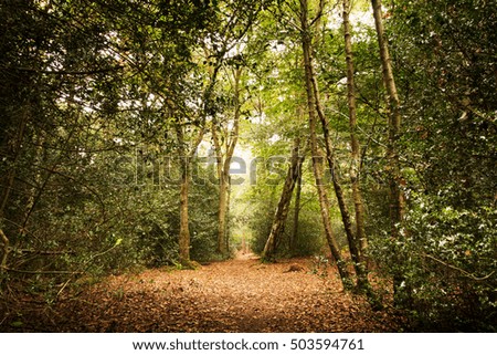 English woodland scene at the start of autumn