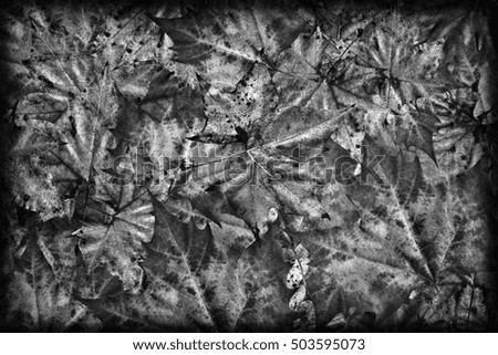 Black And White Autumn Dry Maple Foliage Vignetted Backdrop