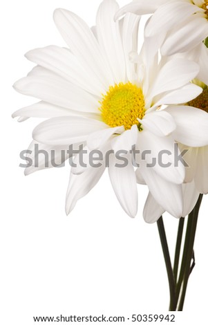 daisy isolated on a pure white background