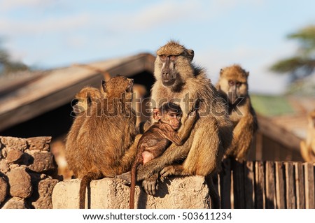 baboon monkeys sitting on the fence with a baby baboon