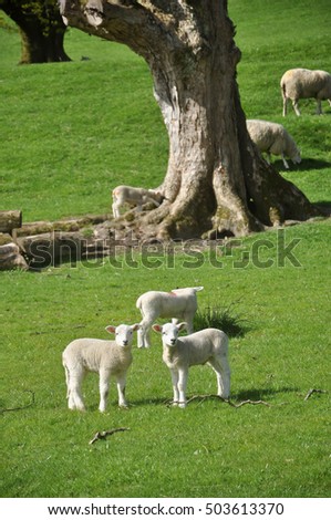 Lambs duality Royalty-Free Stock Photo #503613370
