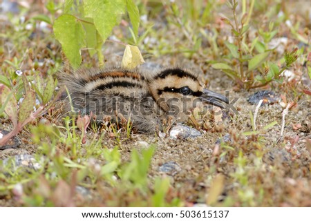 Greater Painted-snipe Rostratula benghalensis juvenile Birds of Thailand