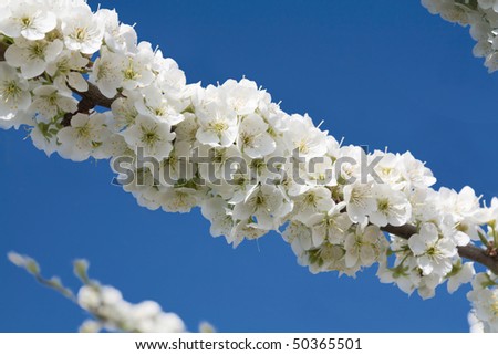 cherry blossoms against the clear blue sky