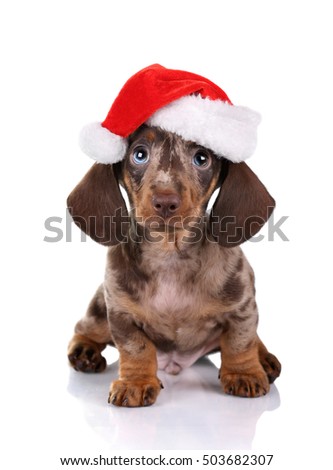 Little dachshund puppy in a Santa Claus hat on a white background