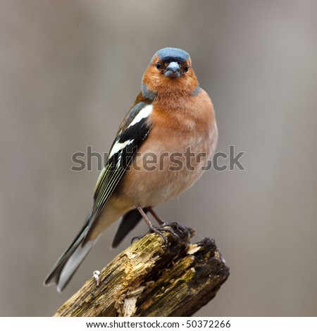 Male Common Chaffinch (Fringilla coelebs) perching stump. Royalty-Free Stock Photo #50372266