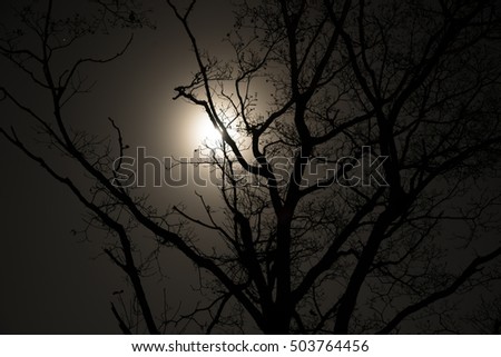 Moon shining behind a creepy silhouette of a bare limbed tree at night