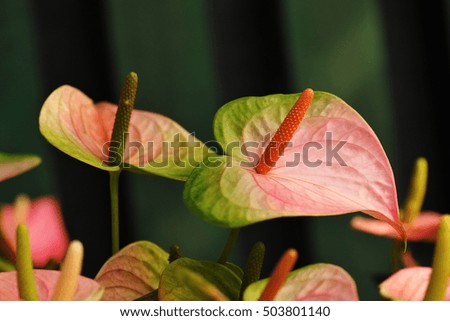 Anthurium or flamingo flower bloom in garden