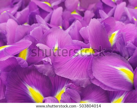 pink iris flowers. Garden flowers.  Closeup.  Nature. For designers, for background.
