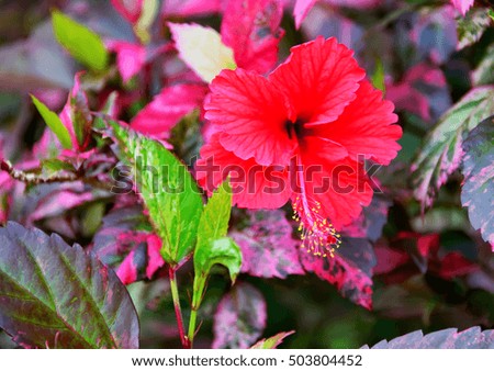 Hibiscus flowers abloom The visible head And spectacular flowers.