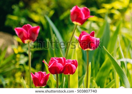 Flower bed with purple tulips blooming buds on a green background in the garden