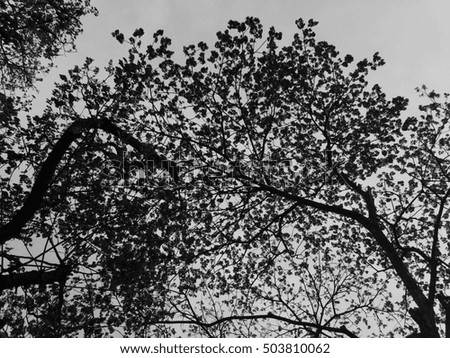 Black and white picture of leafs and the branch