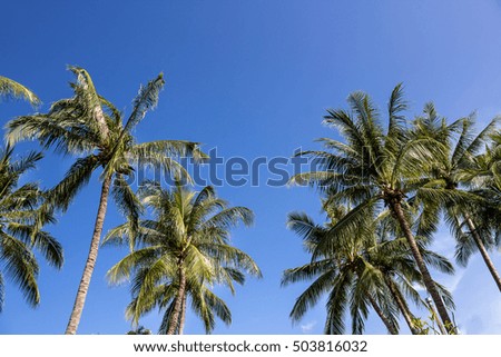 Coconut tree at tropical coast on blue sky background.