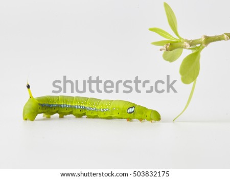 green worm isolated