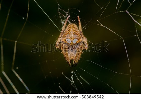 Spider with its web