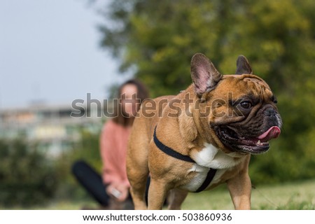 Portrait of french bulldog runing