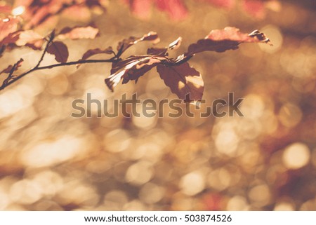 Autumn Leaves Background.Vintage Photo
