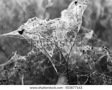 web on the plant, black and white photo