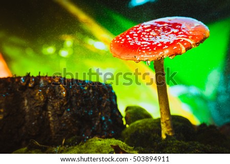 beautiful red with white spots mushroom on moss.