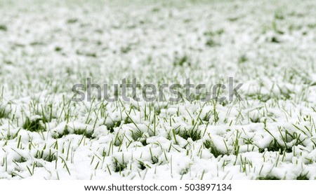 green grass under the snow
