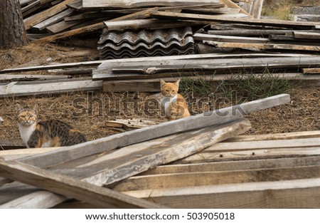 two cats at the construction site among boards