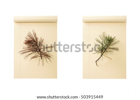 A set(group) of white(ivory, yellow) note pad with pine needles for fall isolated white.