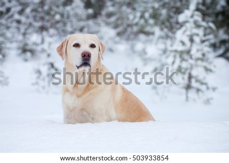 Labrador sitting in the snow