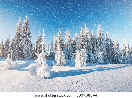 Majestic winter trees glowing by sunlight. Picturesque and gorgeous wintry scene. Location place Carpathian national park, Ukraine, Europe. Alps ski resort. Beauty world. Blue toning. Happy New Year!