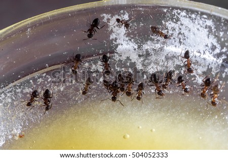 black alive ants eat honey from small plate, army of ants eats sweet fresh organic people jam from golden plate in the kitchen, toned to color, high quality resolution