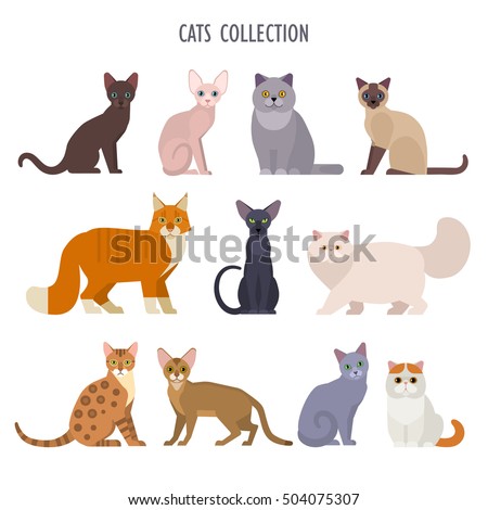 Vector collection of  different cats breeds - havana brown, sphynx, British Shorthair, Siamese, Maine Coon, Oriental, Persian, Bengal, Abyssinian, Russian Blue, Exotic, isolated on white.