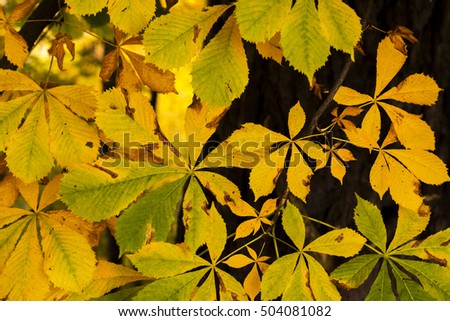 autumn leaves on a tree close-up