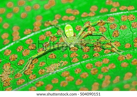 Long leg spider on leaf
