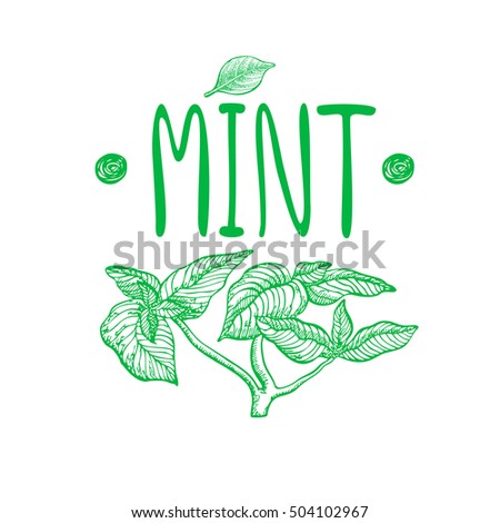 Mint. Vector hand drawn graphic illustration. 