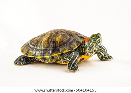 one Pond slider isolated on the white background.closeup. Royalty-Free Stock Photo #504104155