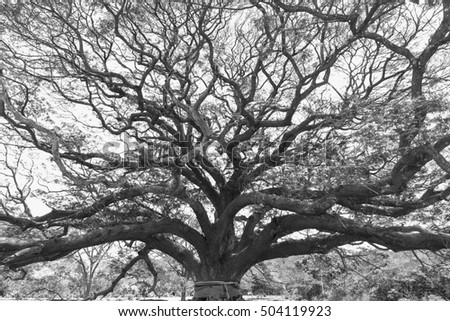 Old forest in black and white, Largest Monkey Pod (Rain Tree, East Indian Walnut) - black and white